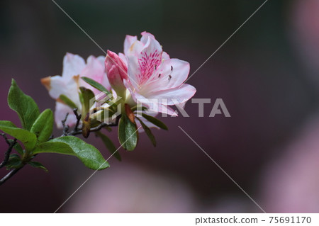 Blooming passion flower Blooming passion flower 75691170