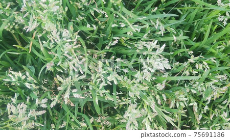 Poa annua(雜草) Poa annua(雜草) 75691186