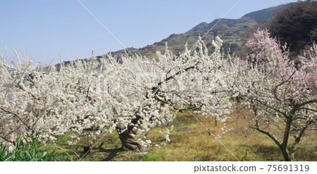 和歌山縣伊東區桂木町盛開的梅花田 75691319