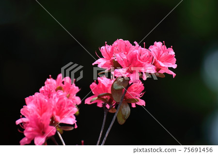 Blooming passion flower 75691456