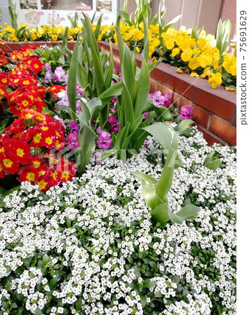 Urban Flowerbed-Fukuoka Tenjin Urban Flowerbed-Fukuoka Tenjin 75691629