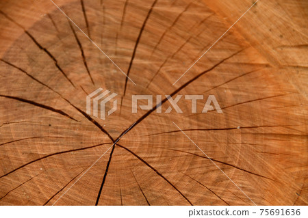 Section of stump 75691636