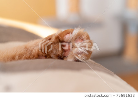 Cat's hand 75691638
