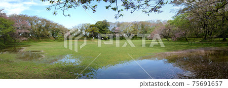 櫻花城堡遺址公園櫻花46 75691657