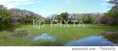 櫻花城堡遺址公園櫻花44 櫻花城堡遺址公園櫻花44 75691659