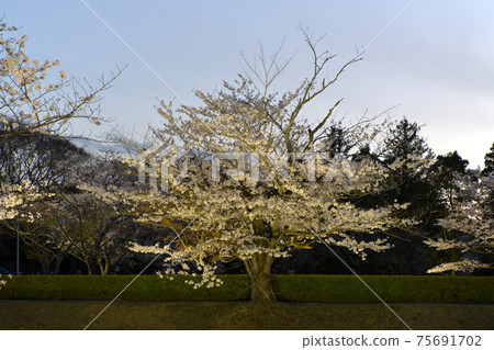 櫻花城堡遺址公園櫻花1 櫻花城堡遺址公園櫻花1 75691702