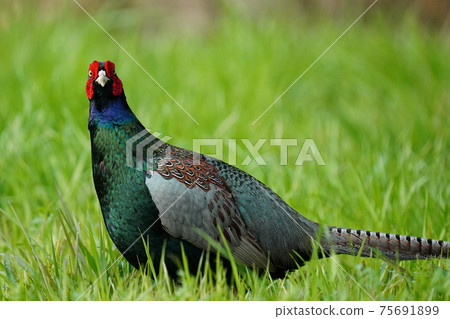 顏色美麗的雄性as雞在早晨的陽光下飄揚 75691899