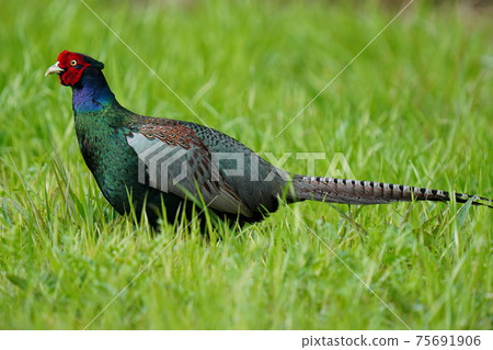 顏色美麗的雄性as雞在早晨的陽光下飄揚 75691906