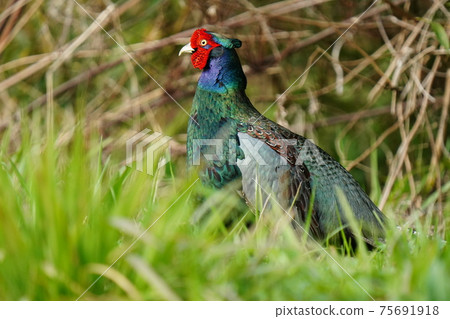 A male pheasant with a beautiful color flutters in the morning sun A male pheasant with a beautiful color flutters in the morning sun 75691918