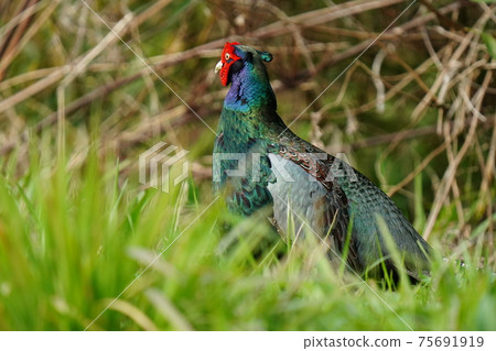A male pheasant with a beautiful color flutters in the morning sun 75691919