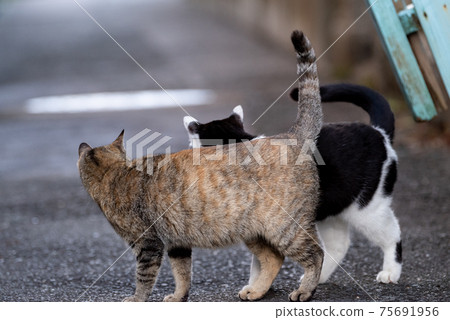 Snuggle up alley cat 75691956