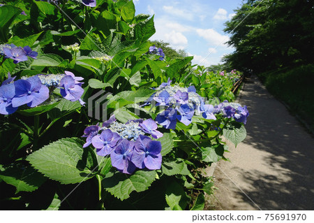 前額繡球花和海濱長廊風光/ Kenei Gongendo公園（Sa玉縣薩特市） 75691970