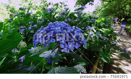 沿著長廊上的繡球（Otafuku繡球花）/ Kenei Gongendo公園（Sa玉縣沙特市） 75691971