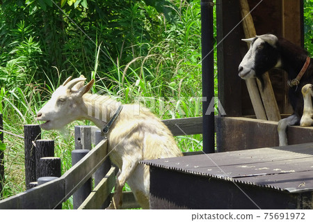 屋久屋八角島山羊/ Kenei Gongendo公園（Sa玉縣薩特市） 75691972