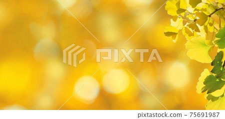 Image of autumn full of ginkgo leaves and light Image of autumn full of ginkgo leaves and light 75691987