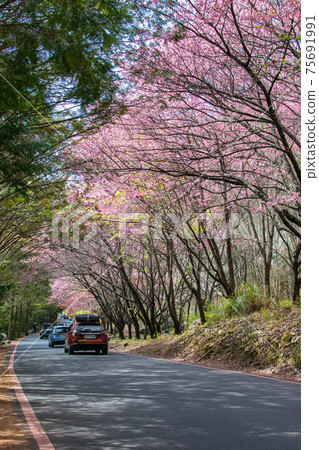 武陵農場 櫻花季 75691991