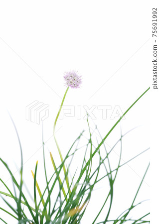 Chives Chives 75691992