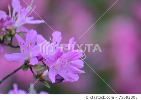 盛開的激情花 盛開的激情花 75692005