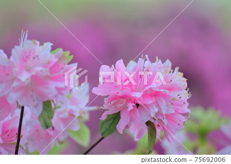 盛開的激情花 盛開的激情花 75692006