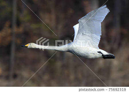 Swan returning from Japan to the northern country 75692319