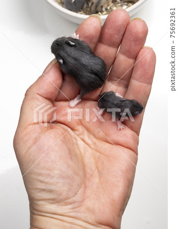 Baby hamsters on white 75692361