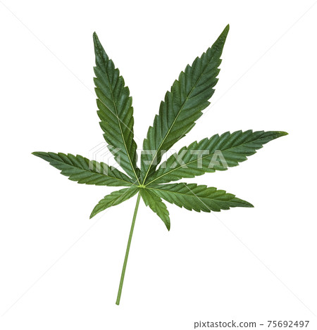 Green Cannabis leaf isolated on white. Hemp leaf cutout close up. Marijuana drugs is produced from Cannabis leaf 75692497