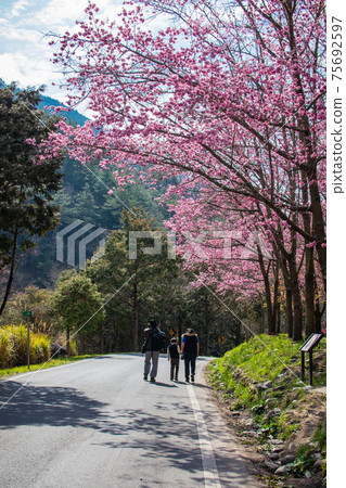 Wuling Farm Cherry Blossom Season 75692597