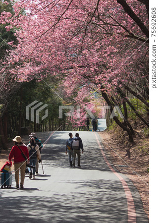 武陵農場 櫻花季 75692608