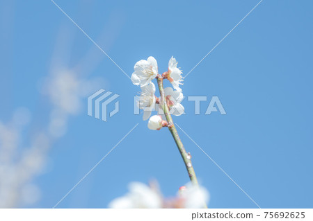 Plum Blossom Kannonyama Ume no Sato Umeen (Ichikai Town, Haga District, Tochigi Prefecture) 75692625