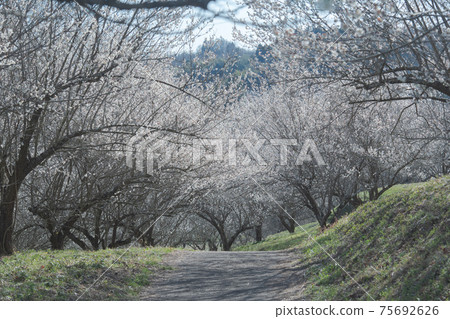 Plum Blossom Kannonyama Ume no Sato Umeen (Ichikai Town, Haga District, Tochigi Prefecture) 75692626