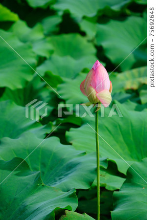 愛蓮健康村公園內的花蓮 照片素材 圖片 圖庫