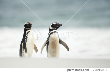 Close up of two Magellanic penguins standing on a sandy beach 75693005