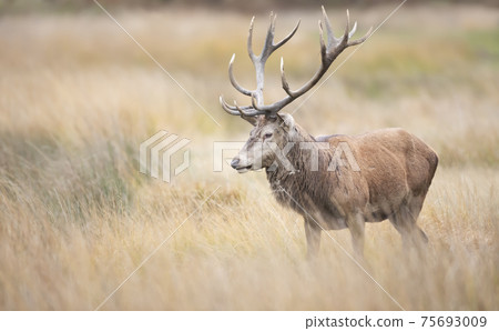 Red deer stag standing in a grass field in autumn Red deer stag standing in a grass field in autumn 75693009