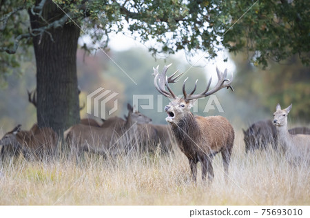 Red deer stag calling during rutting season in autumn 75693010