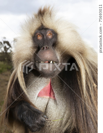 Impressive portrait of a rare Gelada monkey in Simien mountains Impressive portrait of a rare Gelada monkey in Simien mountains 75693011