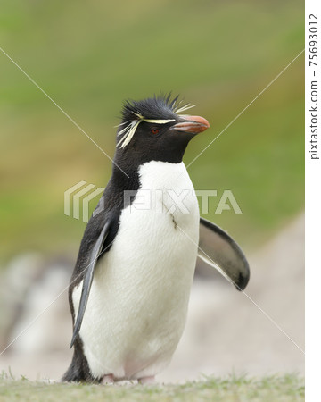 Close up of a Sothern rockhopper penguin Close up of a Sothern rockhopper penguin 75693012