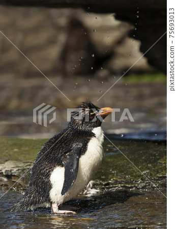 Southern rockhopper penguin taking shower under a stream of water Southern rockhopper penguin taking shower under a stream of water 75693013