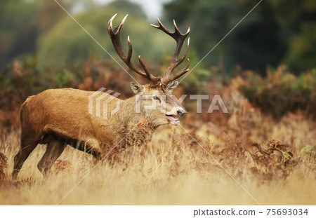 Red deer stag calling during rutting season in autumn Red deer stag calling during rutting season in autumn 75693034