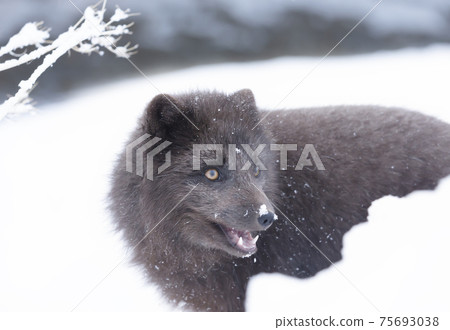 Close up of an Arctic fox in winter 75693038