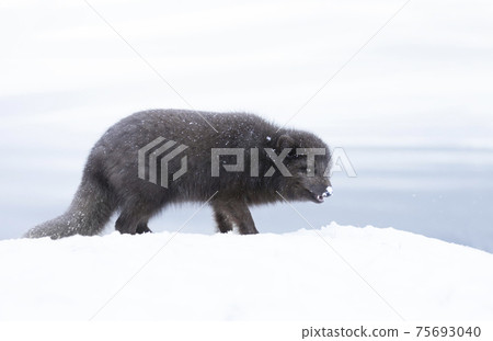 Close up of an Arctic fox walking on snow Close up of an Arctic fox walking on snow 75693040