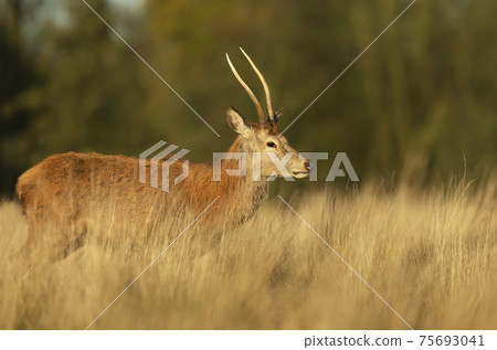 Close-up of a young red deer stag standing in a field Close-up of a young red deer stag standing in a field 75693041