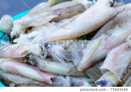 Fresh squid 75693046