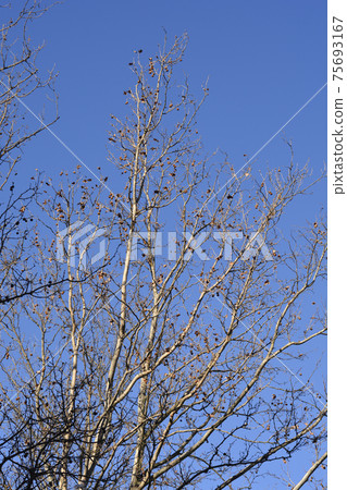 London plane London plane 75693167