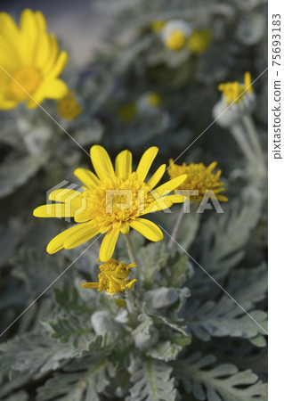 Gray-leaf eurypos Silver Star Gray-leaf eurypos Silver Star 75693183