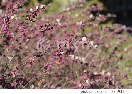 Coralberry Coralberry 75693194