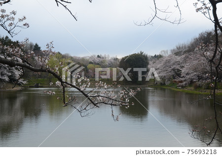 橫濱綠地三池公園內的櫻花 75693218