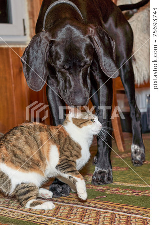 Big black dog sniffs frightened cat, close up 75693743