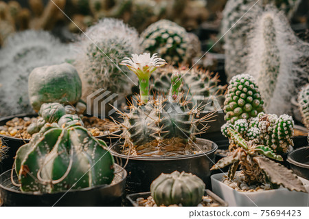 Cactus flowers, Gymnocalycium mihanovichii with white flower is blooming on pot, Succulent, Cacti, Cactaceae, Tree, Drought tolerant plant. Cactus flowers, Gymnocalycium mihanovichii with white flower is blooming on pot, Succulent, Cacti, Cactaceae, Tree, Drought tolerant plant. 75694423