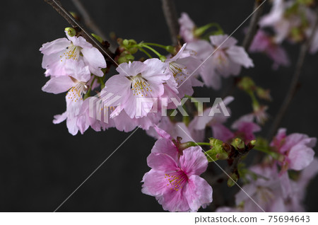 Sakura Sunlight Sakura 75694643