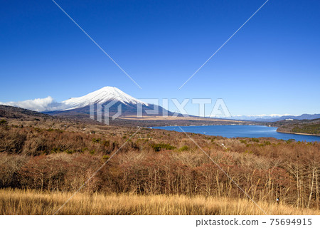 Forest and Mt. Fuji 75694915